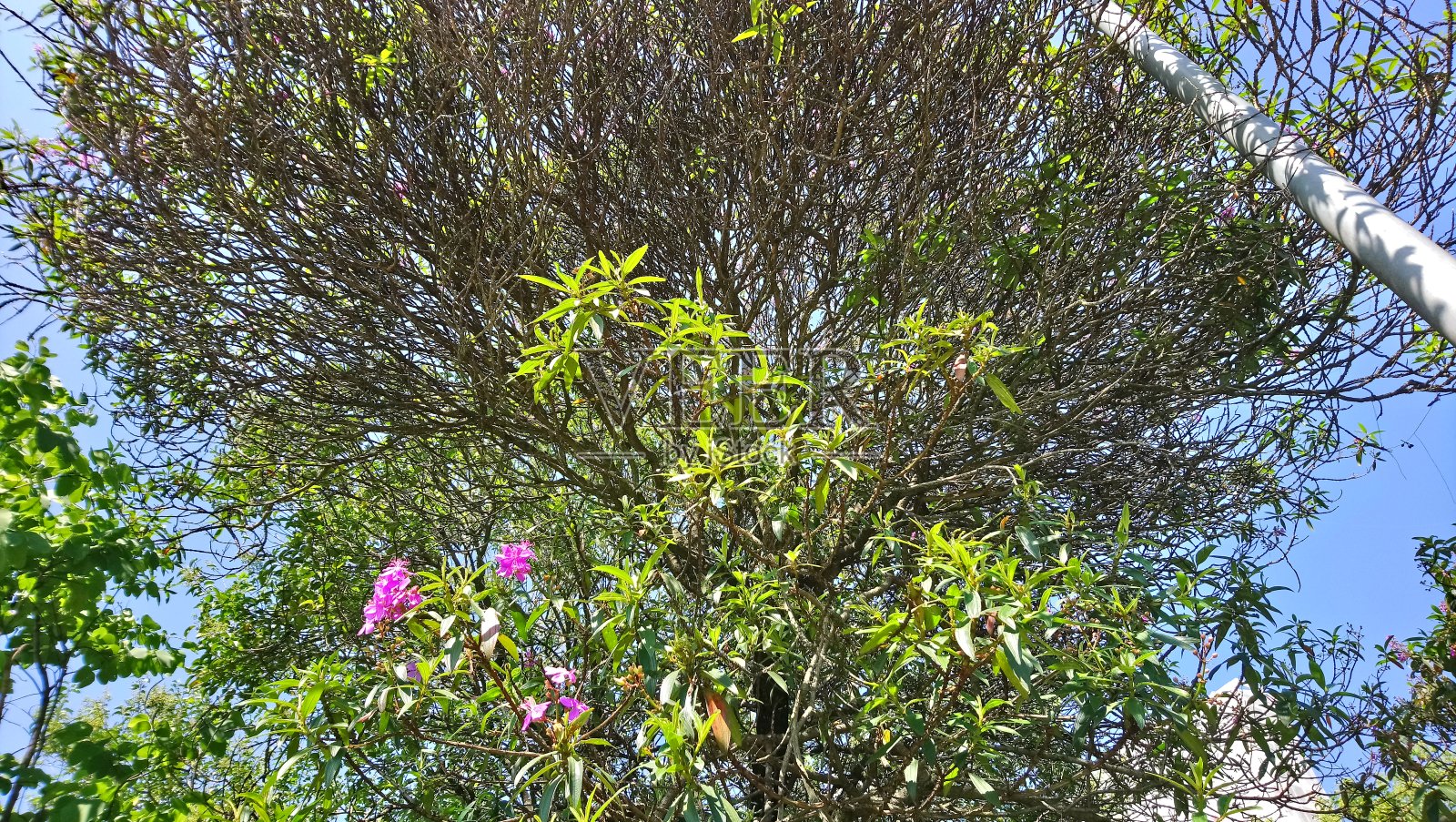 大城市公园植被[生态公园]照片摄影图片