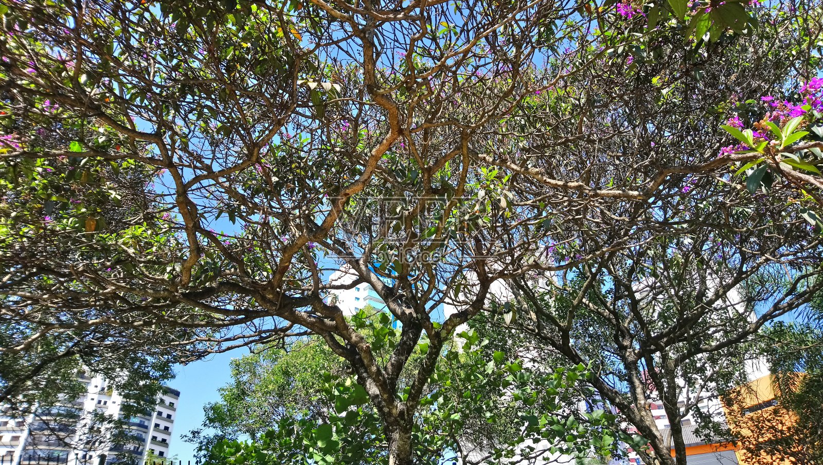 大城市公园植被[生态公园]照片摄影图片