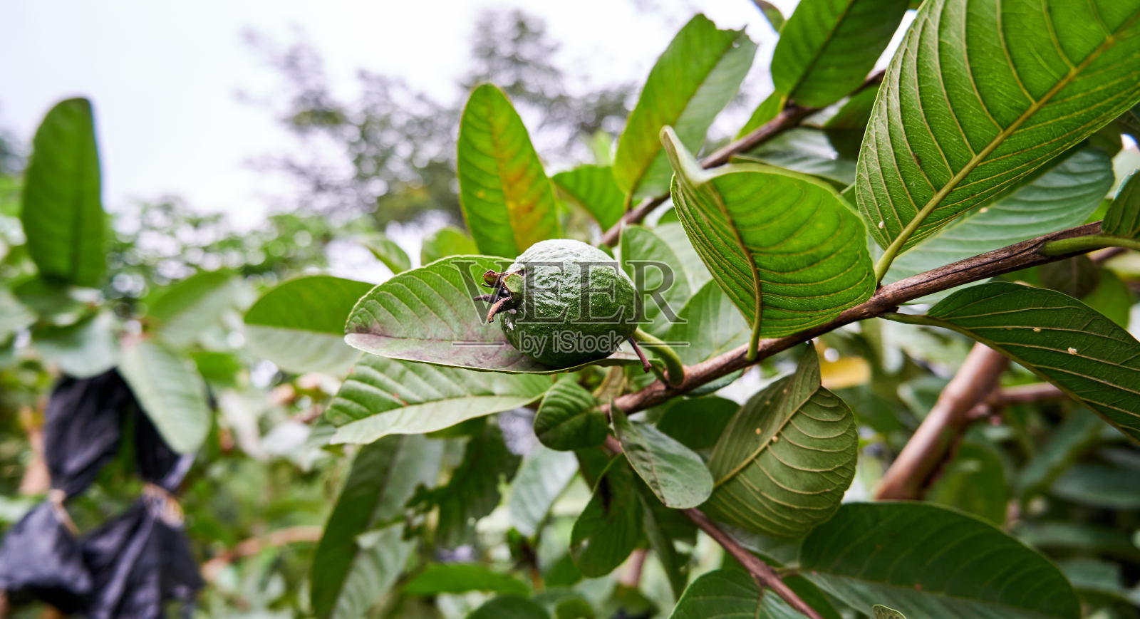 小番石榴照片摄影图片