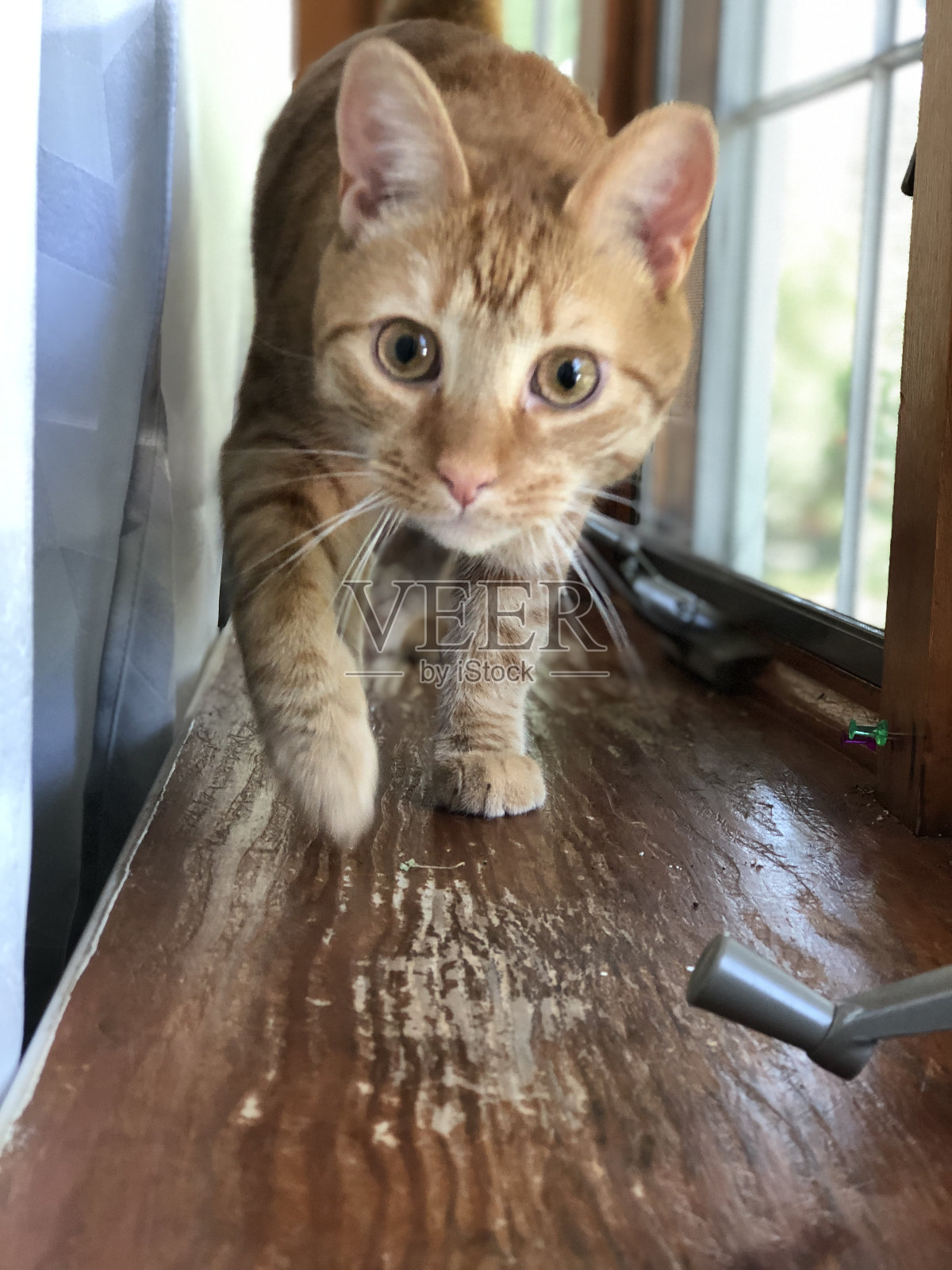 猫走向镜头照片摄影图片