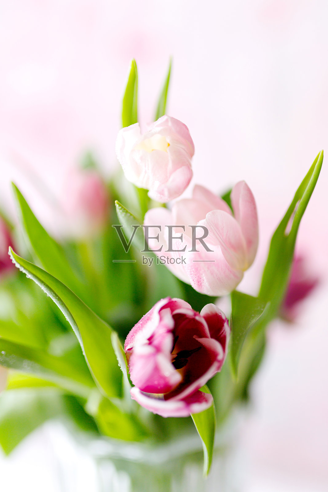 粉红色背景的春天郁金香。母亲节贺卡照片摄影图片