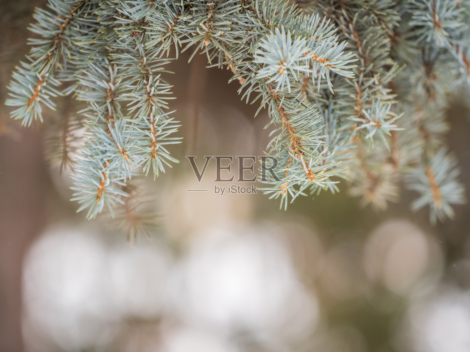 冷杉枝头的针叶在夕阳的余晖中摇曳照片摄影图片