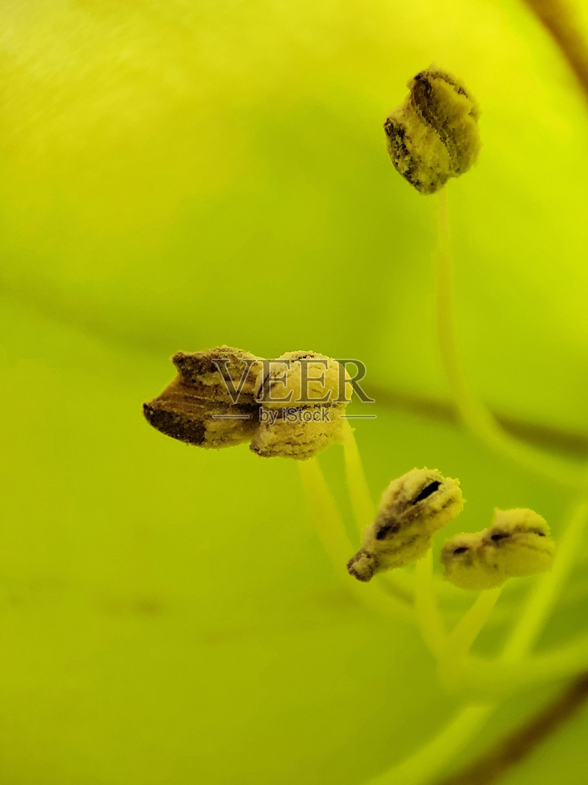 花雌蕊宏照片摄影图片