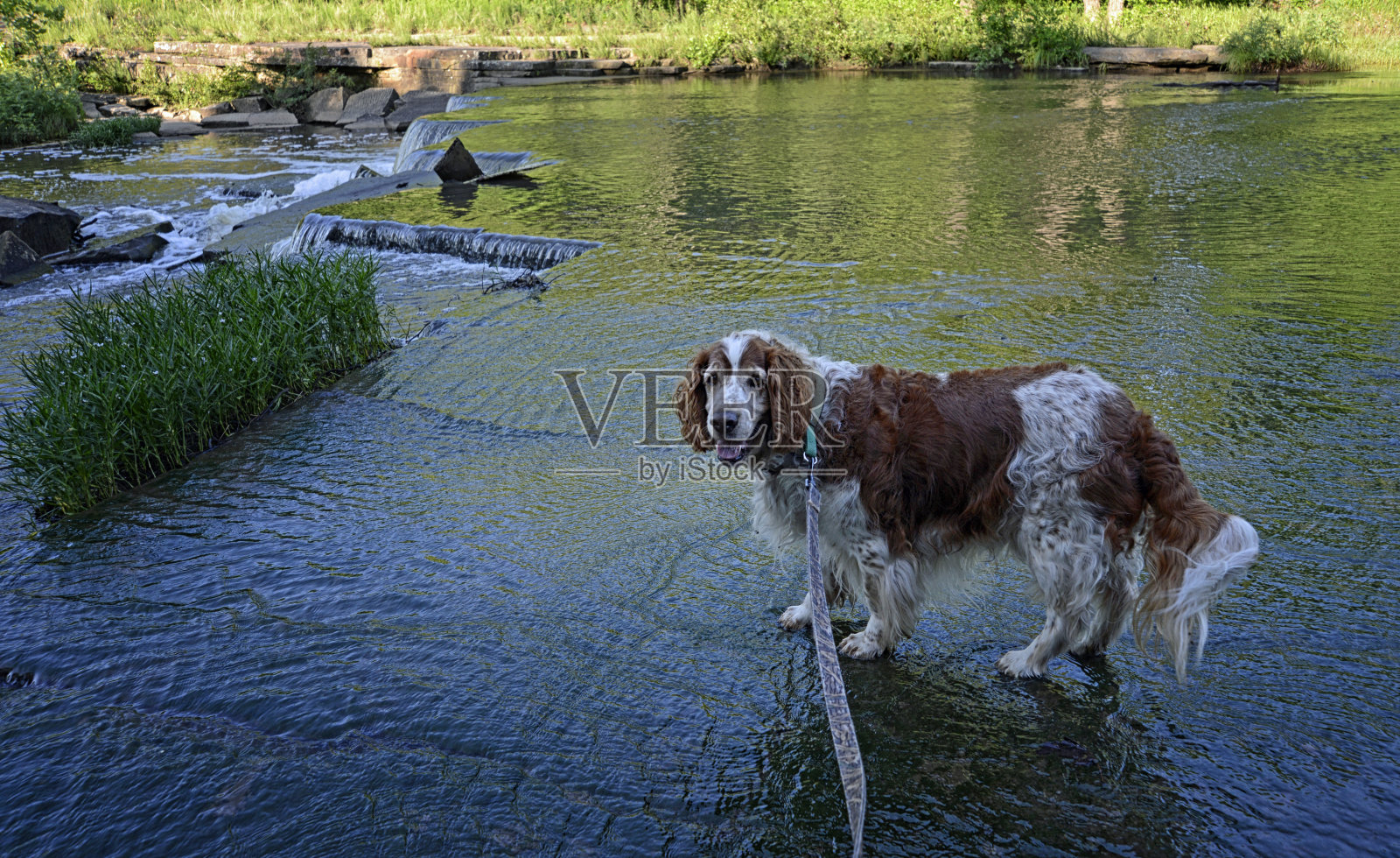 威尔士施普林格西班牙猎犬水上行走照片摄影图片