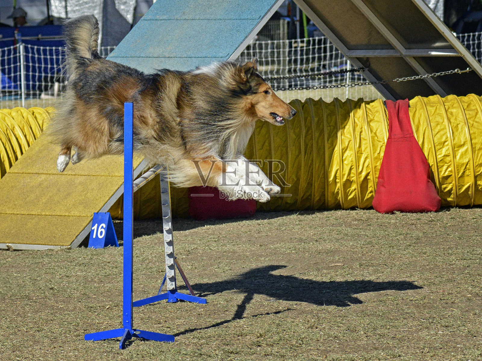 牧羊犬跳过高杠照片摄影图片