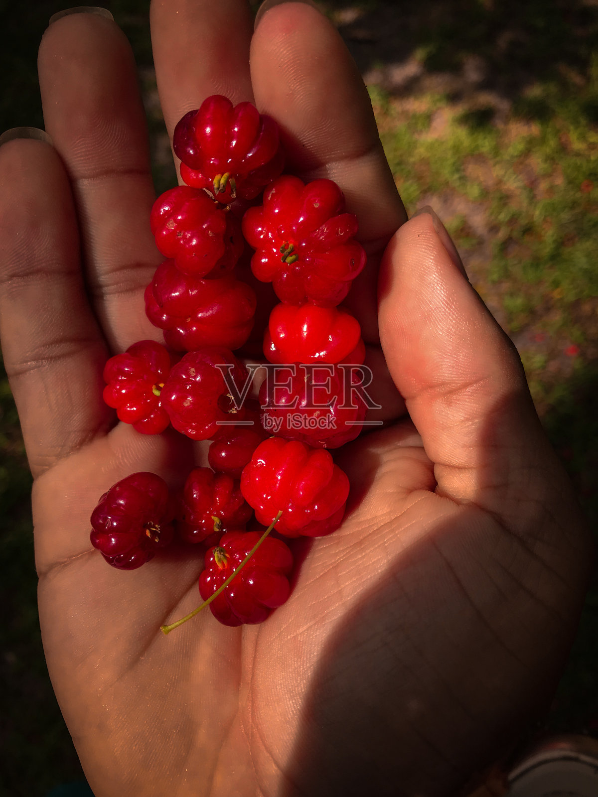 皮坦加照片摄影图片