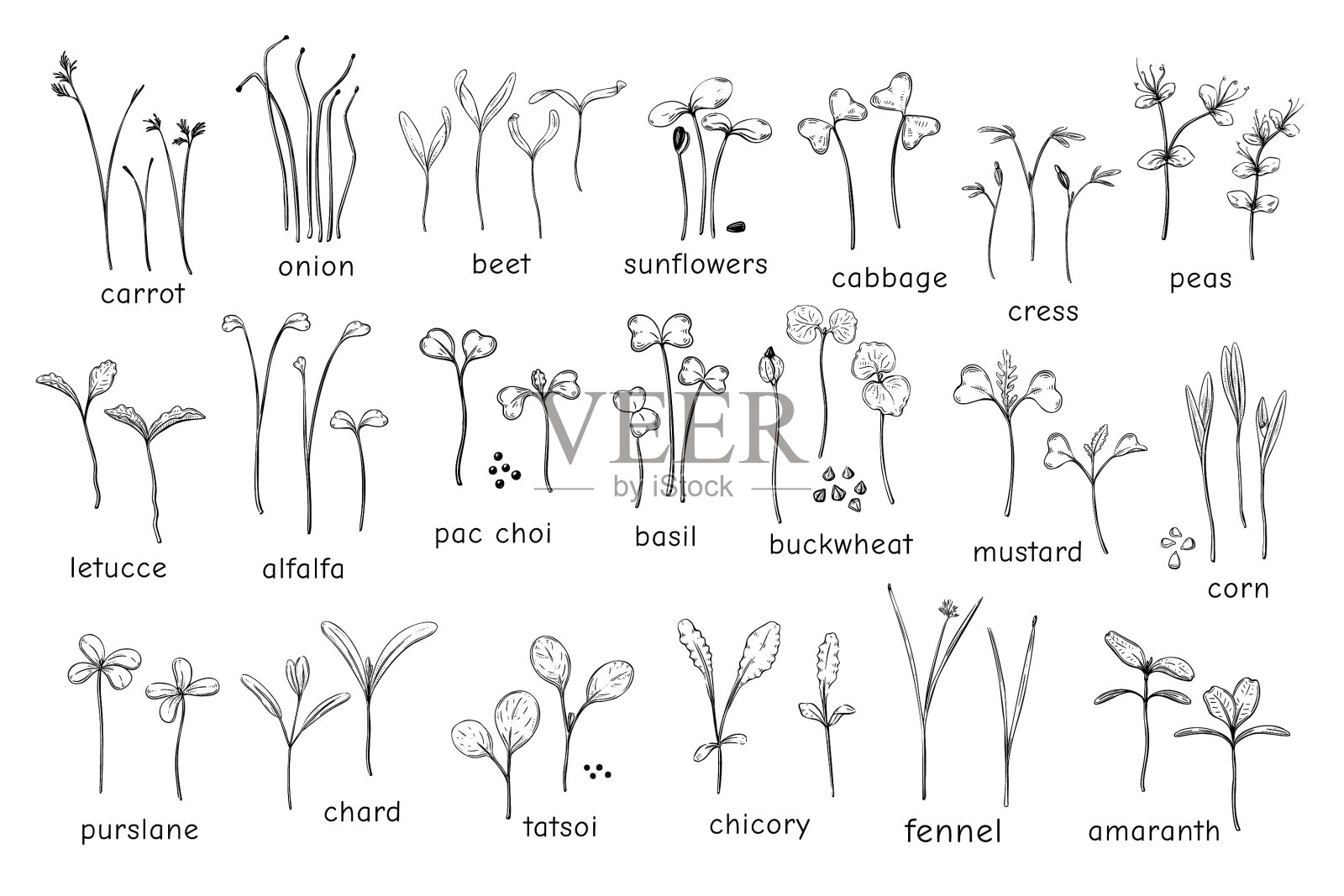 大套的微绿色草本植物微绿色插画图片素材
