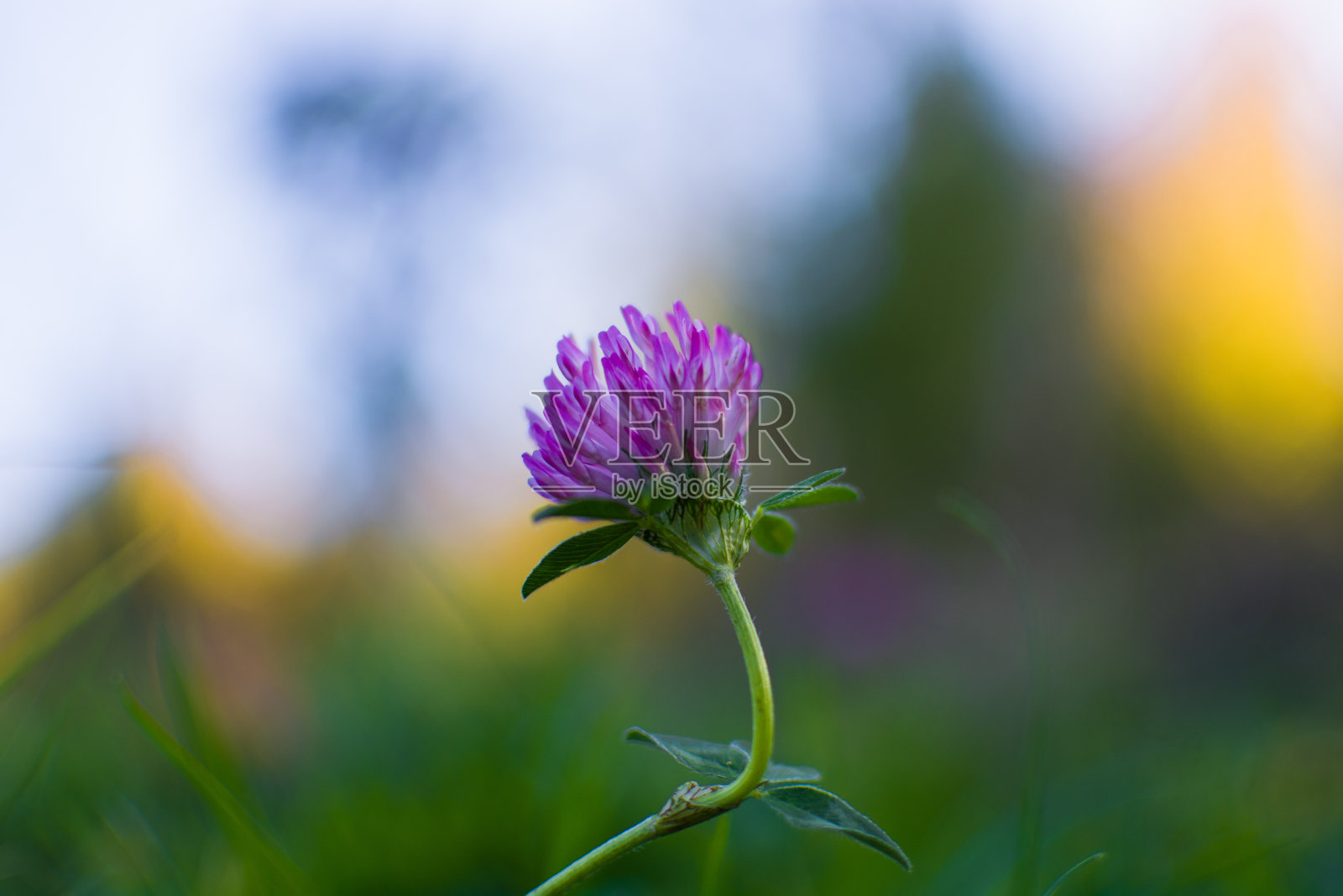 美丽的花宏照片摄影图片