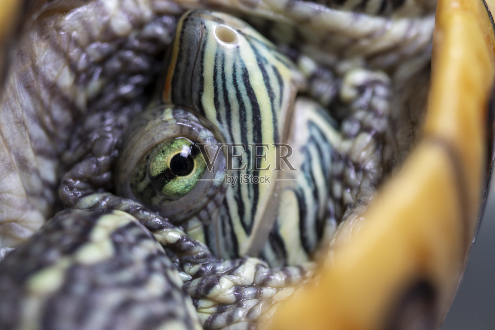 一个红脸海龟的特写镜头。照片摄影图片