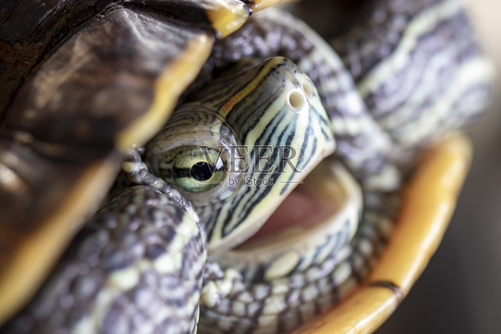 一个红脸海龟的特写镜头。照片摄影图片