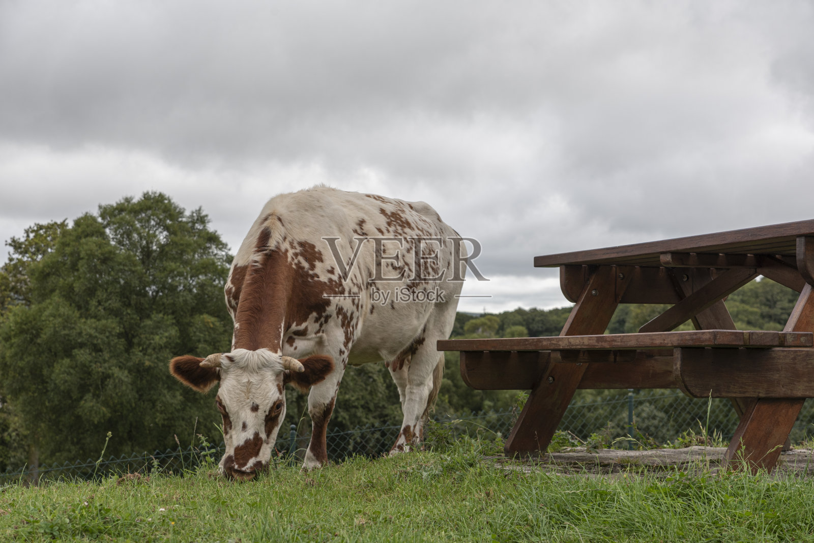 草地上有牛、桌子和长凳照片摄影图片