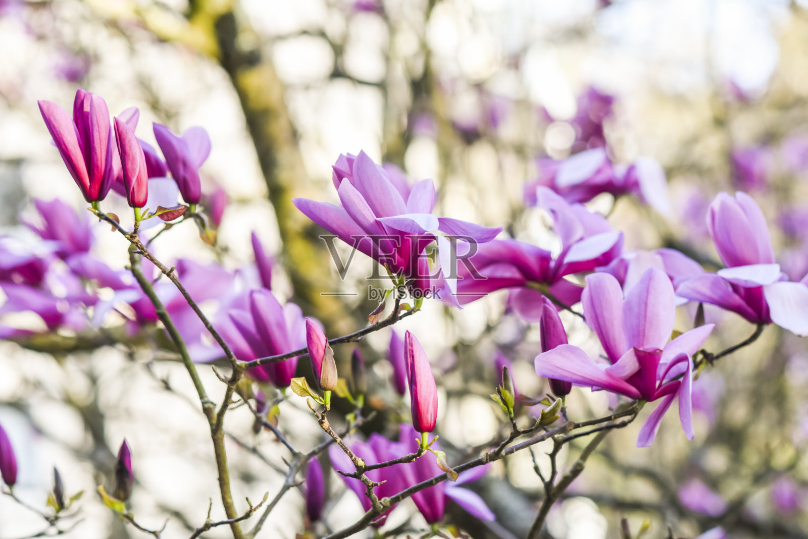 粉红色的magniolii树盛开在春天的花园里。美丽的花朵背景。照片摄影图片