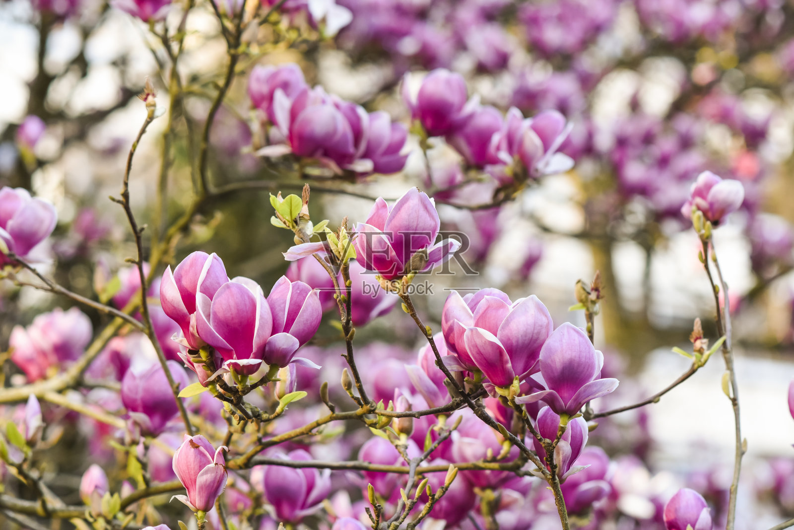 粉红色的magniolii树盛开在春天的花园里。美丽的花朵背景。照片摄影图片