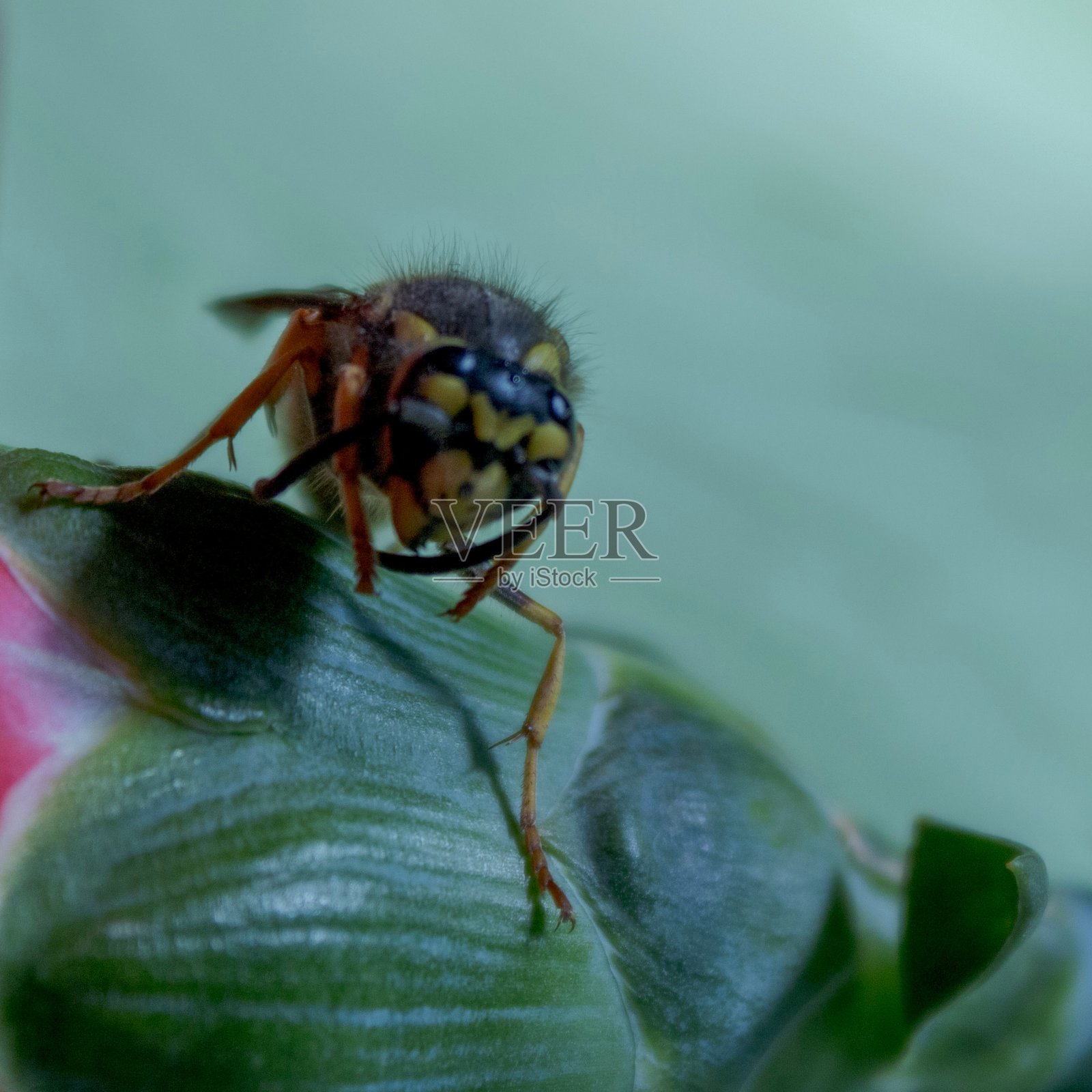 黄蜂在花上照片摄影图片