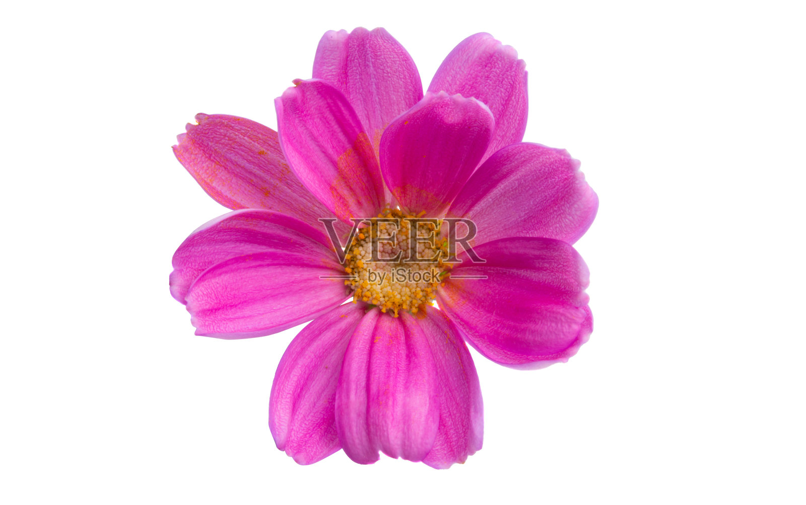 艾菊粉红色孤立照片摄影图片