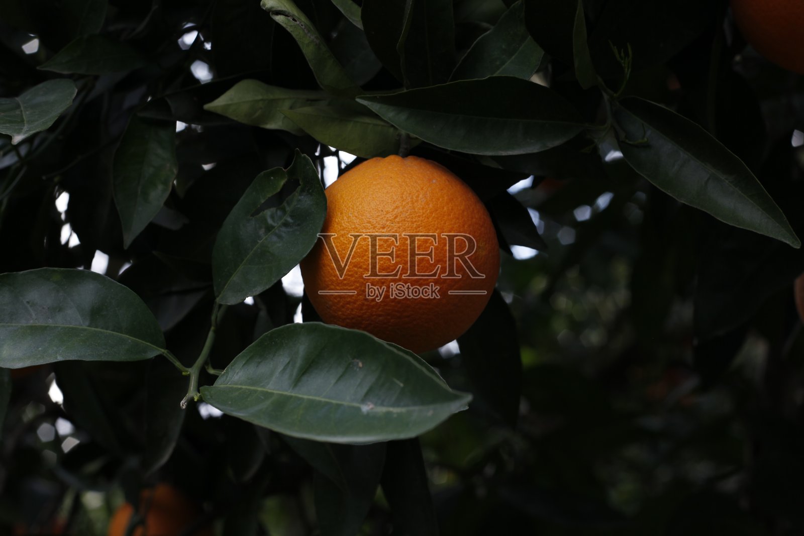 橙子树上成熟的橙子果实照片摄影图片