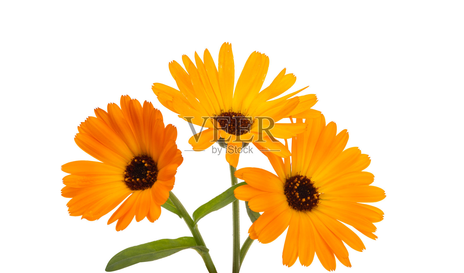 万寿菊鲜花孤立照片摄影图片