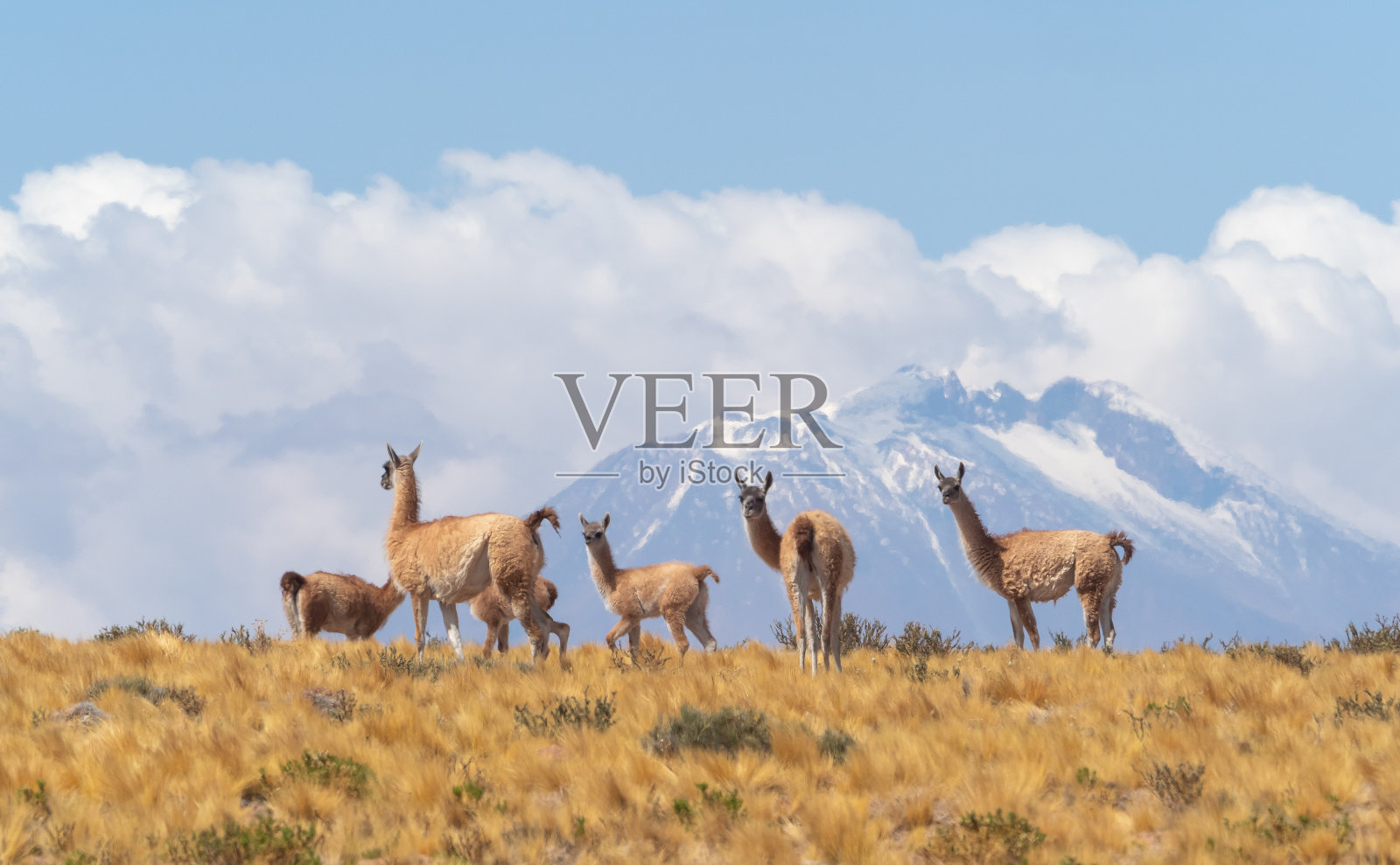 在智利与玻利维亚接壤的阿塔卡马沙漠，前往Jama Pass的路上，hilÃ¶平台上的一个vicuÃ±一个牛群照片摄影图片