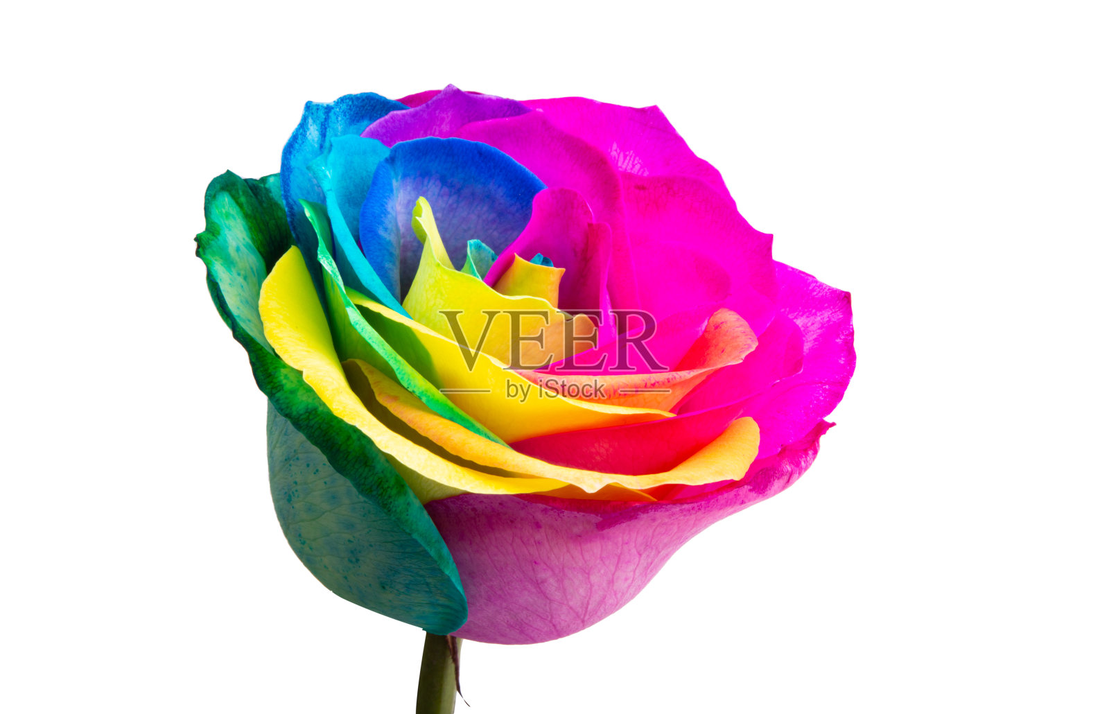 五彩缤纷的玫瑰孤立照片摄影图片