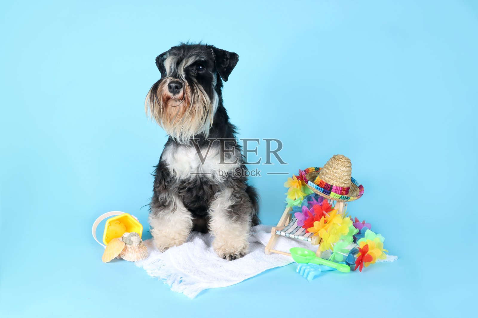 有趣的夏天狗照片摄影图片