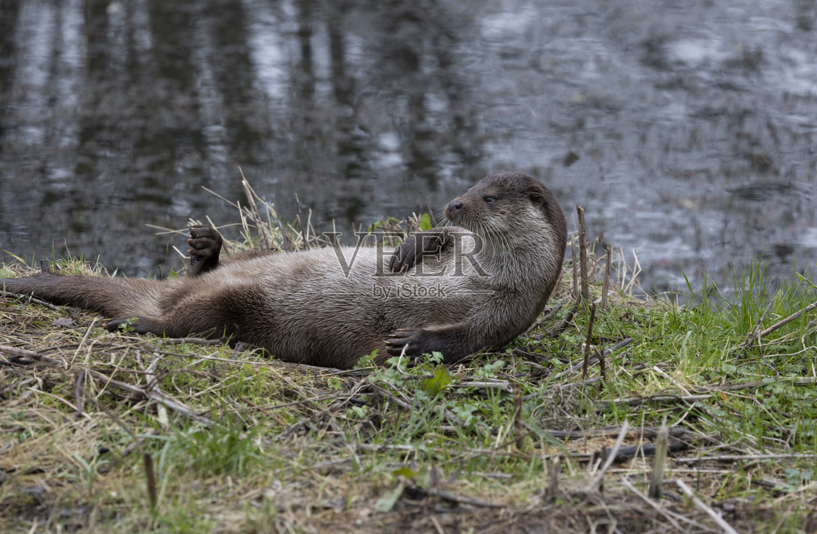欧亚水獭照片摄影图片