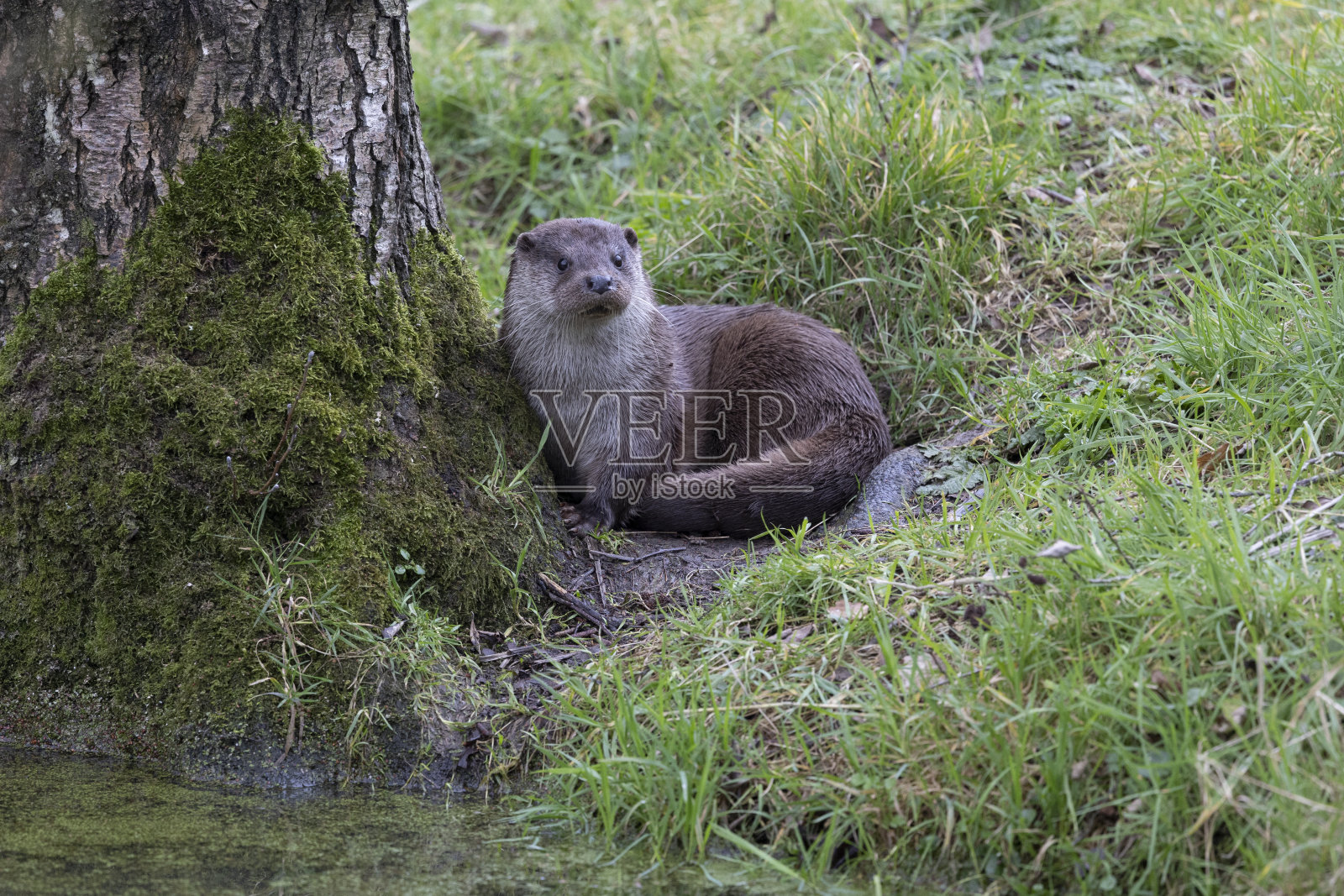 水边的欧亚水獭照片摄影图片