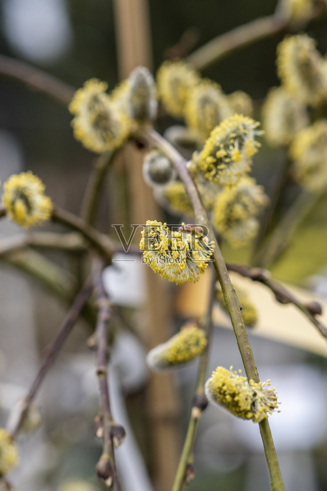 春天盛开的鲜花照片摄影图片