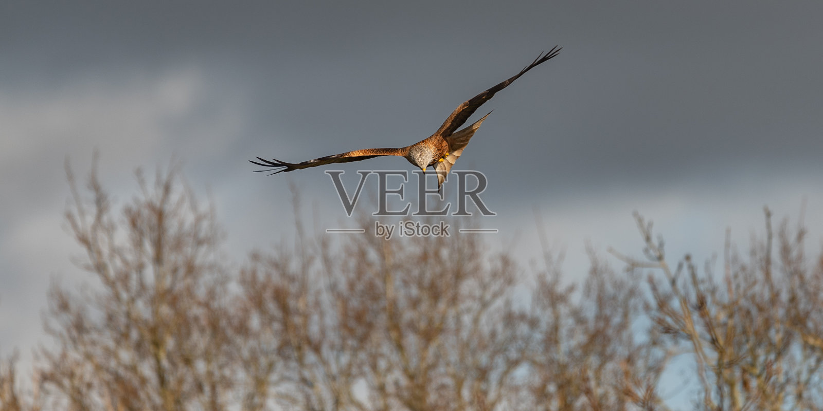 低飞的红色风筝寻找食物照片摄影图片