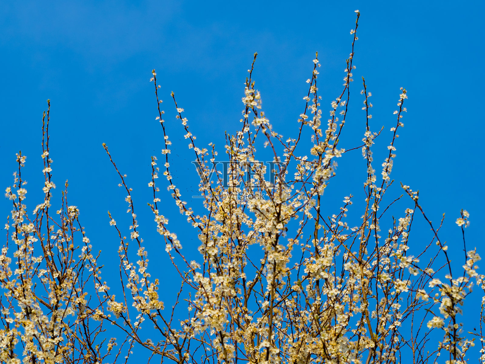 白色的花序在开花的树在蓝色的天空背景在春天照片摄影图片