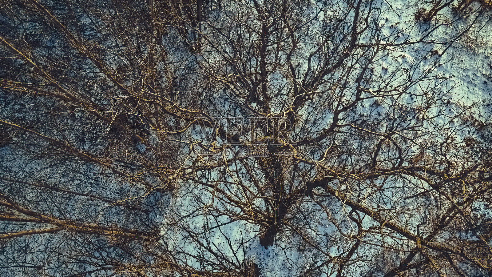 冬日里，黄昏时分，树顶向下眺望照片摄影图片