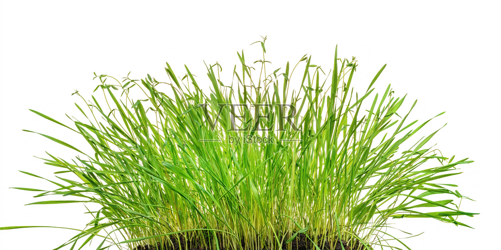 青翠茂盛的草地孤立在白色上照片摄影图片