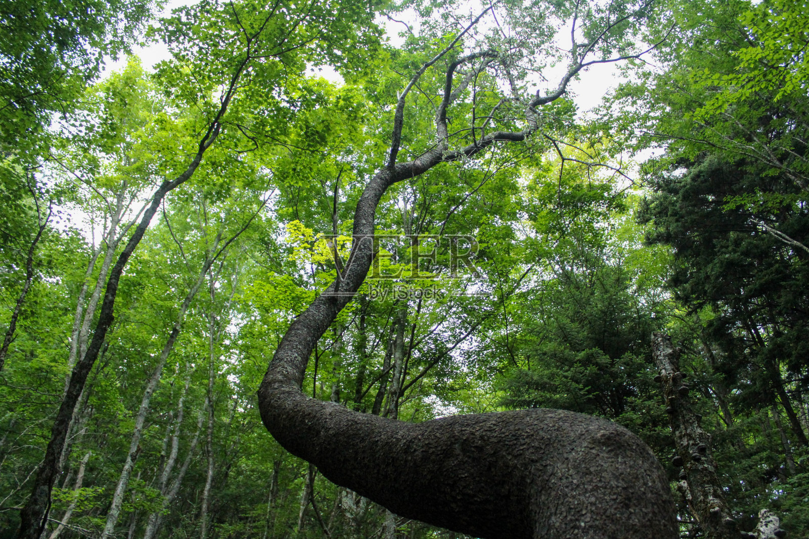 树伸向树冠的顶端照片摄影图片