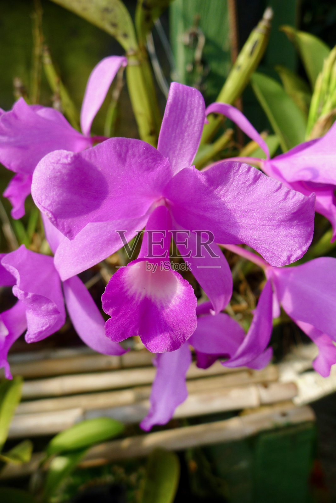 瓜里亚莫拉达兰花哥斯达黎加的国花照片摄影图片