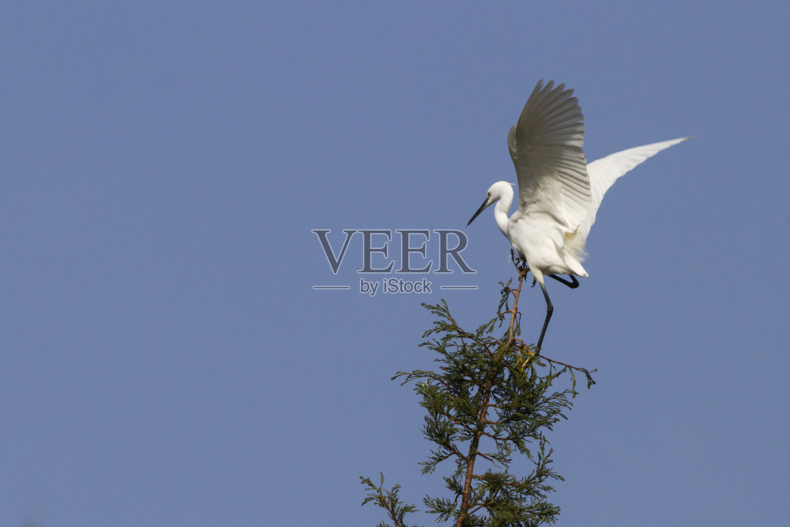 鸟在松树枝上的照片照片摄影图片