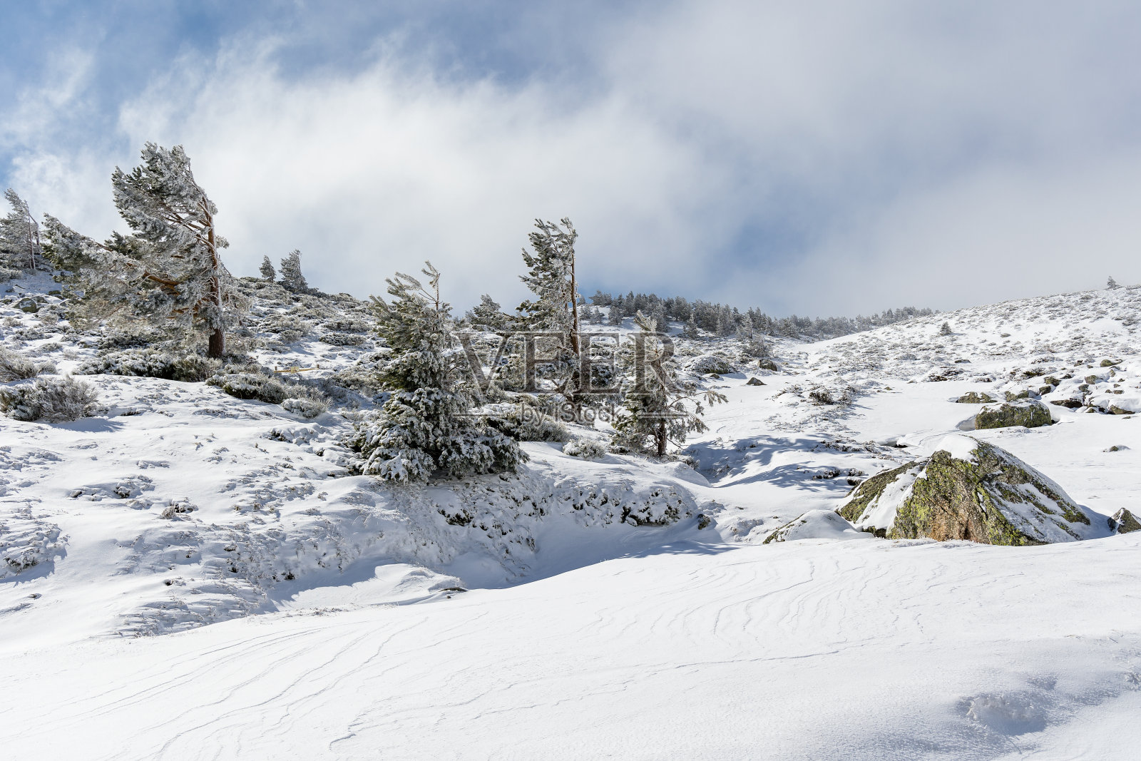 在马德里瓜达拉马国家公园的山上，积雪覆盖着树木照片摄影图片