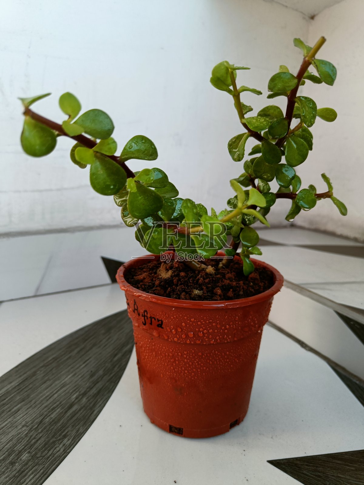 仙人掌属，玉石植物，菖蒲属。自制红盆子蛋形玉株钱树。照片摄影图片