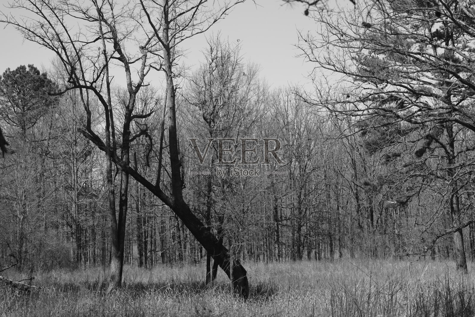 信赖我照片摄影图片