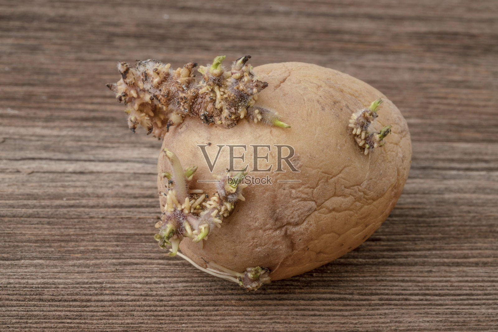 木桌上发芽的土豆的特写照片摄影图片