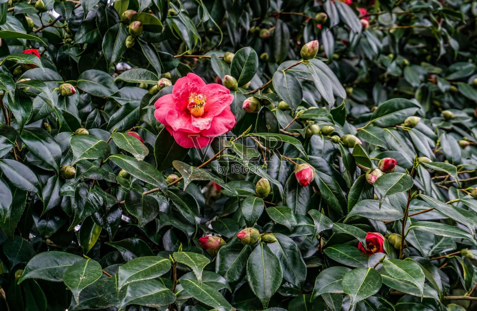 早春山茶花丛照片摄影图片