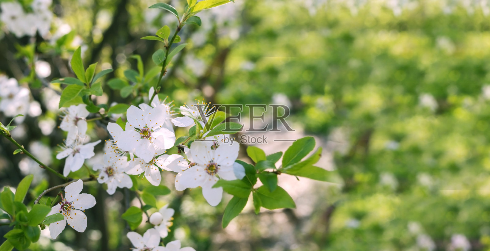 樱花。小簇的樱花在树枝上盛开。背景是盛开的樱桃树。照片摄影图片