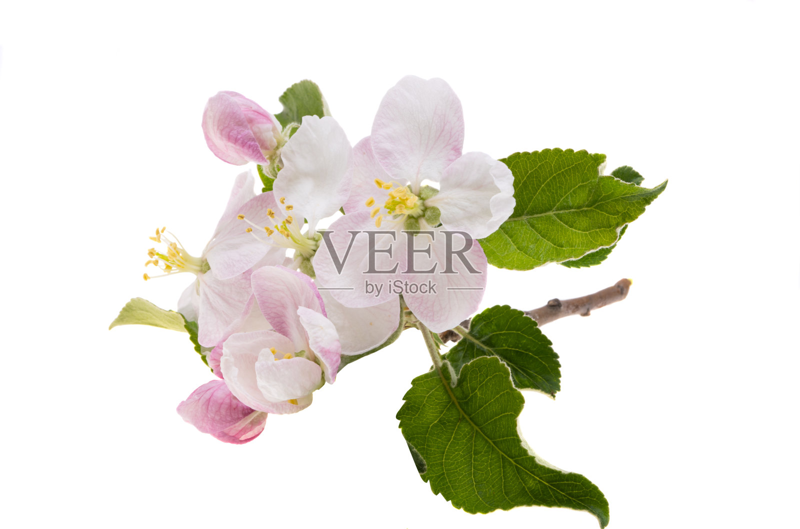 孤立的苹果树花照片摄影图片