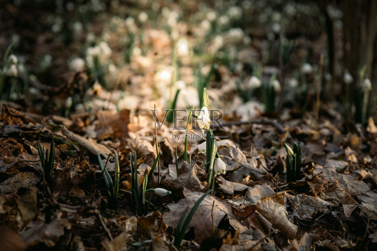 第一朵雪花开在森林里的干草上。模糊背景与选择性焦点照片摄影图片