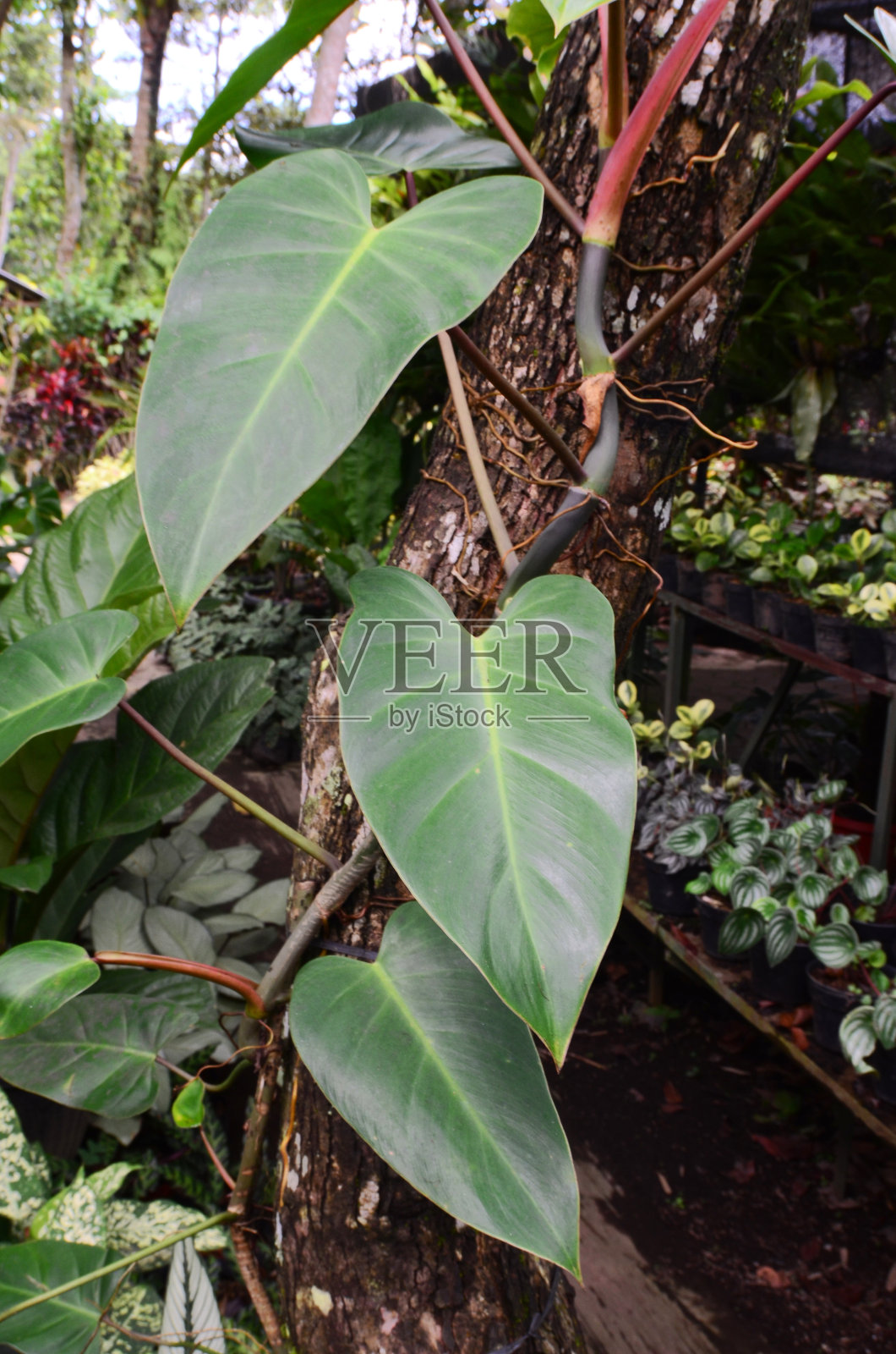 喜林芋erubescens照片摄影图片