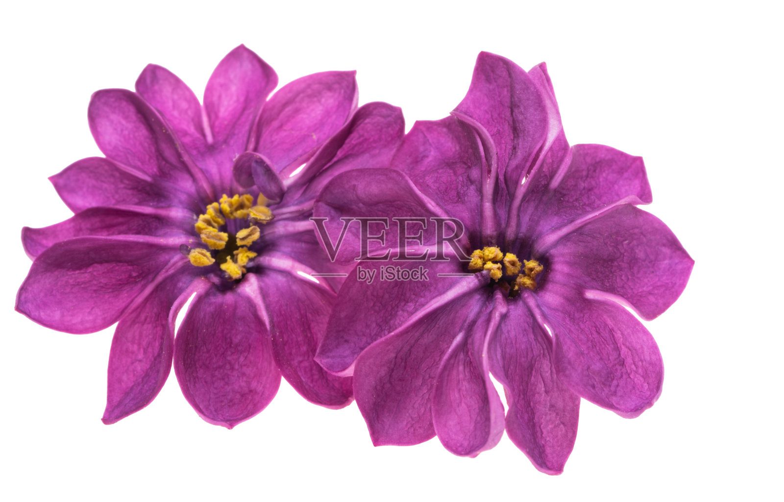 丁香花特写孤立照片摄影图片