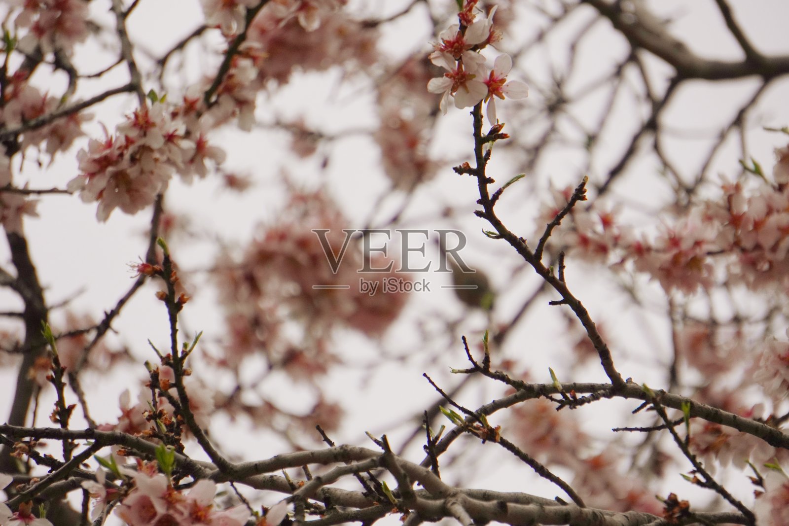杏树和樱桃树开花了照片摄影图片