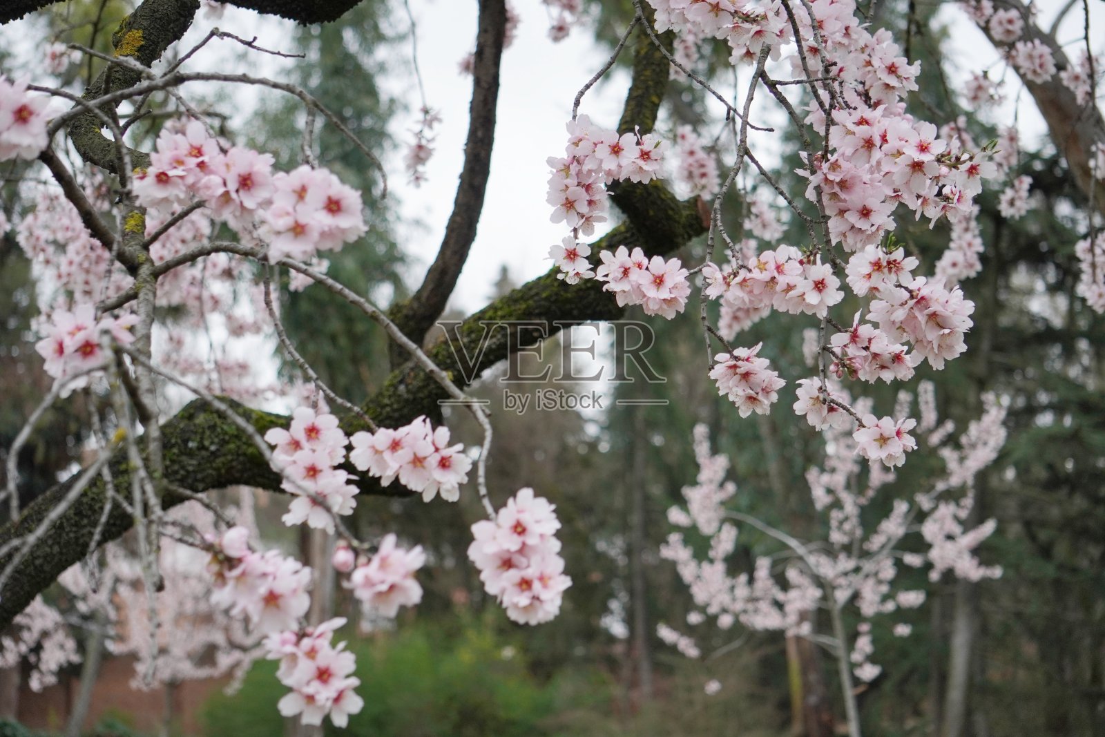 杏树和樱桃树开花了照片摄影图片