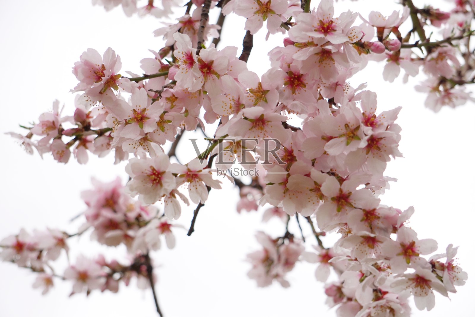 杏树和樱桃树开花了照片摄影图片