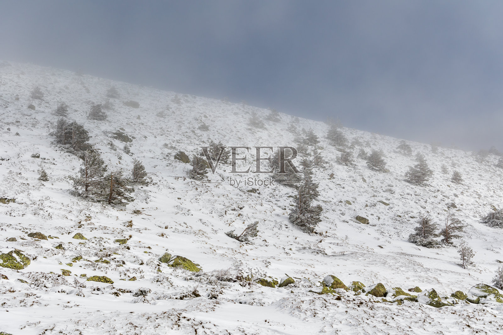在马德里瓜达拉马国家公园的山上，积雪覆盖着树木照片摄影图片