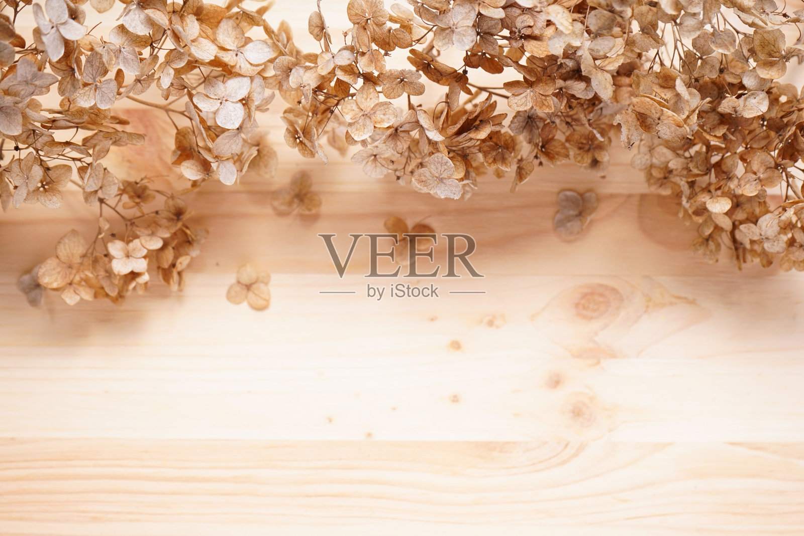 绣球花，hortensia干花在一个木制的背景，文字空间，俯视图。柔和的,自然的颜色。复古风格。照片摄影图片