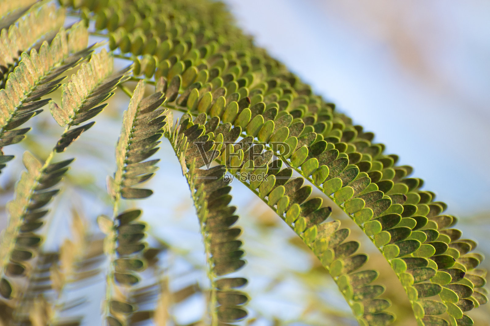 合欢树的绿叶。春季壁纸和背景。照片摄影图片